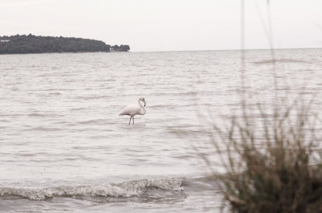 flamingo