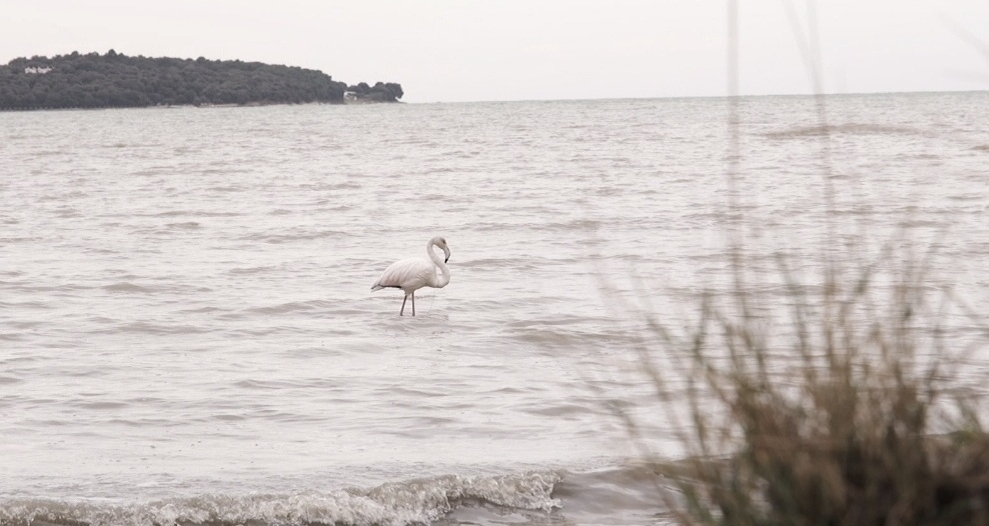 flamingo flamingo
