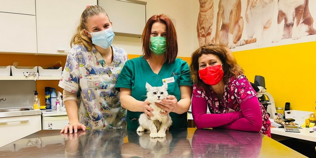 Sterilizacija-mačaka-u-veterinarskoj-ambulanti Sterilizacija-mačaka-u-veterinarskoj-ambulanti