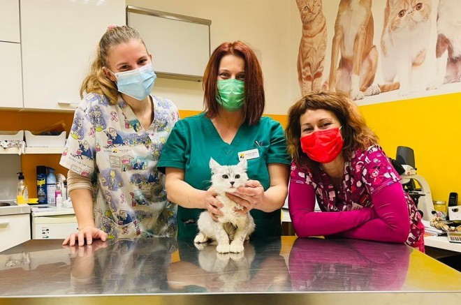 Sterilizacija-mačaka-u-veterinarskoj-ambulanti