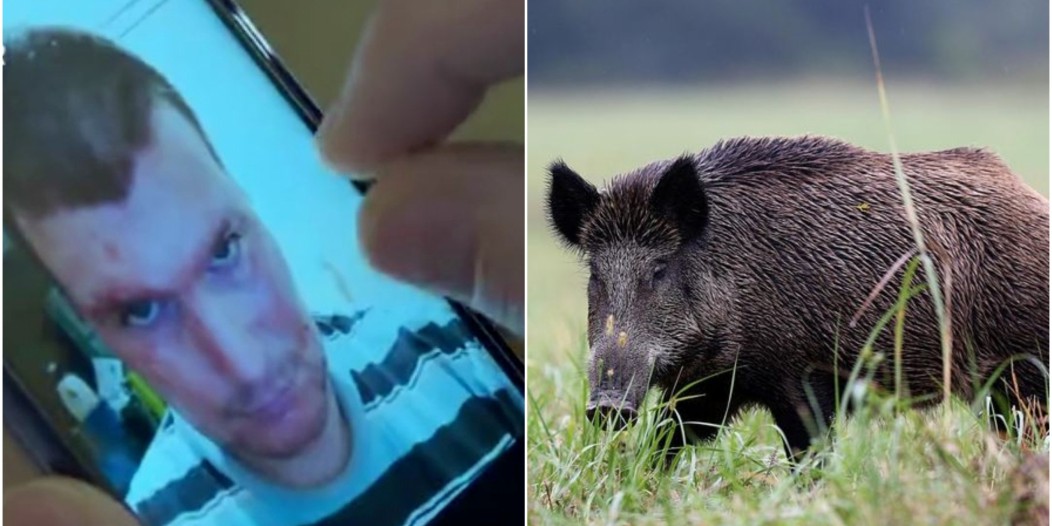 divlja svinja napad naslovna divlja svinja napad naslovna