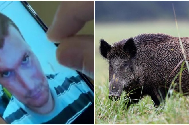 divlja svinja napad naslovna