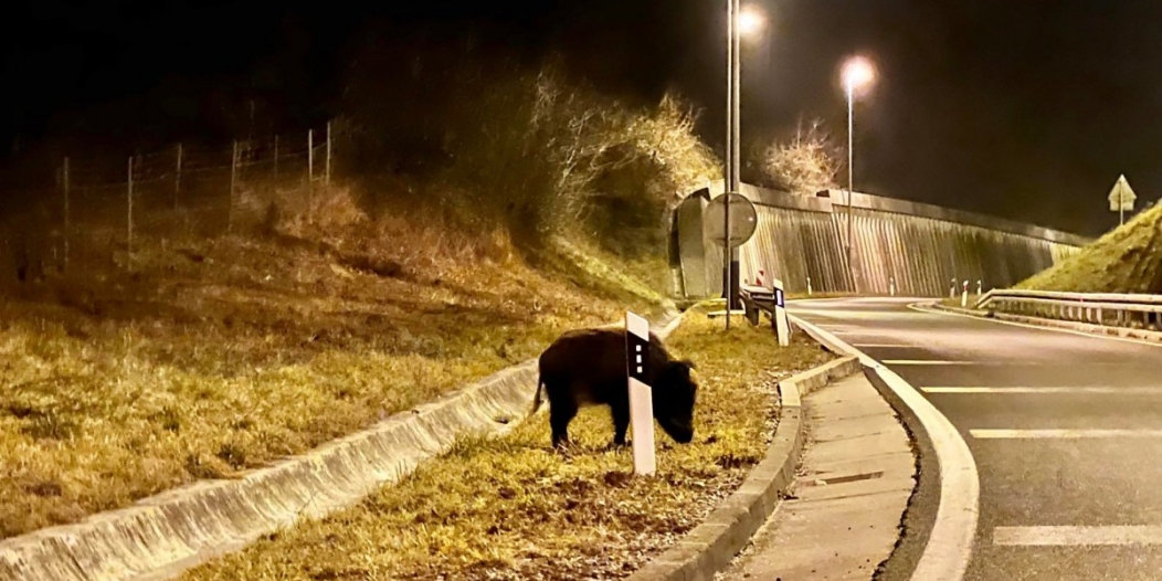divlje svinje zaobilaznica vežica 1 divlje svinje zaobilaznica vežica 1