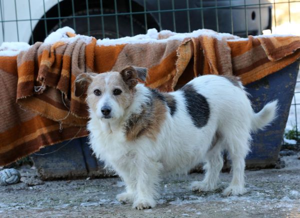Rijeka: Kujica Kika, nakon što je pronađena na smetlištu, smještena je u skloništu za životinje Lič