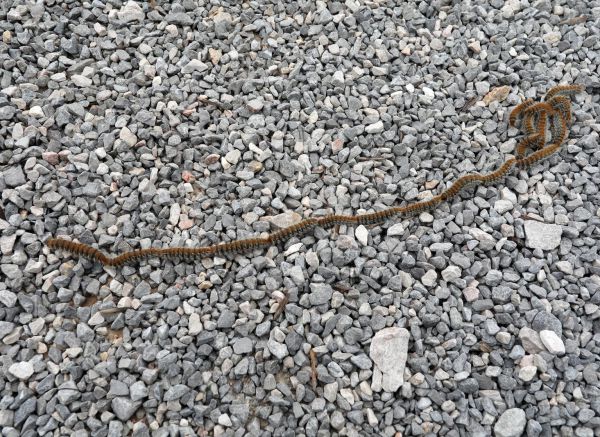 Rijeka: Gnijezda borovog prelca