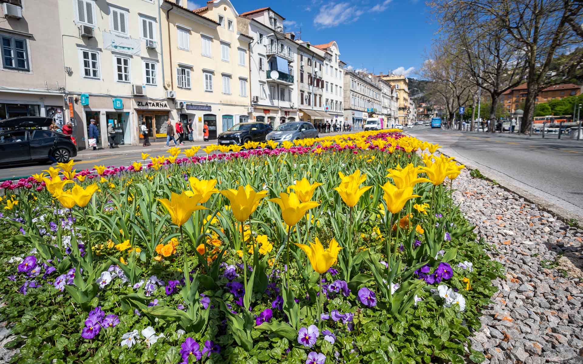 Ilustrativna cvijeće Rijeka-2