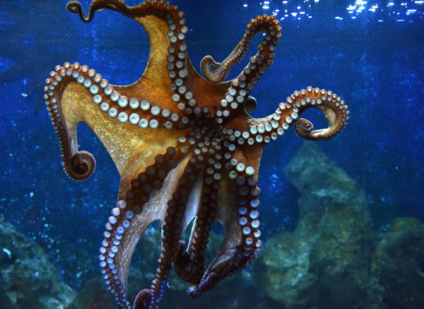 Aquarium u Puli