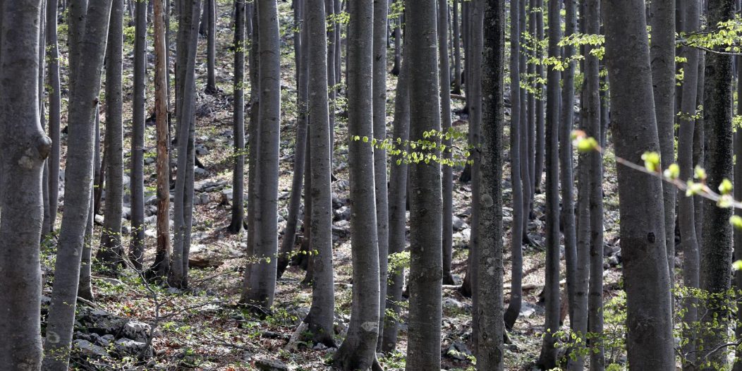 Platak – Jedno od omiljenijih i najpopularnijih izletišta u Gorskom Kotaru Platak – Jedno od omiljenijih i najpopularnijih izletišta u Gorskom Kotaru