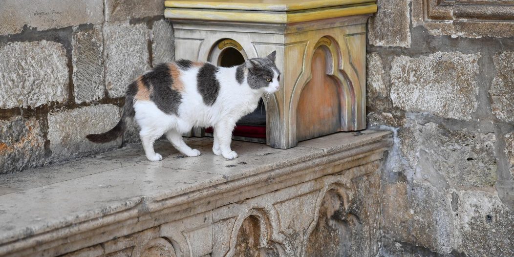 Dubrovnik: Postavljanje kućica za mačke, glavna zvijezda je mačka Anastasija Dubrovnik: Postavljanje kućica za mačke, glavna zvijezda je mačka Anastasija