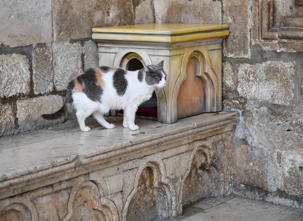 Dubrovnik: Postavljanje kućica za mačke, glavna zvijezda je mačka Anastasija