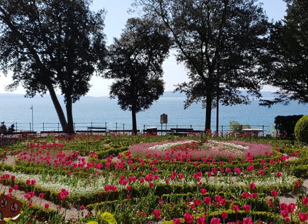 kamelija opatija 2022 fejs 14