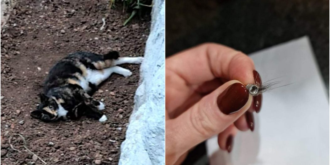 mačka metak naslovna mačka metak naslovna
