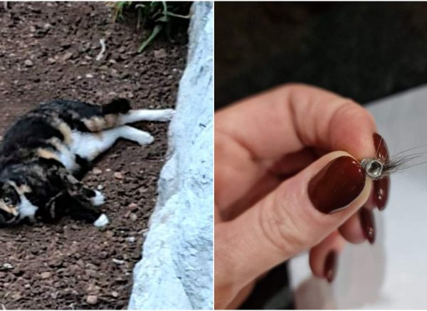 mačka metak naslovna
