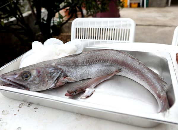 Rogoznica: Mladi kuhar Luka Radić suši oslića na tradicionalan način