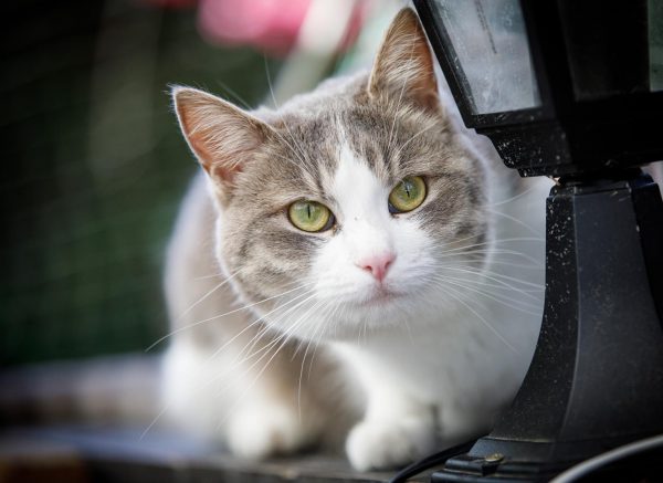 Zagreb: Mačke udomljene s ulice uživaju na terasi Cat caffea u  Kušlanovoj ulici