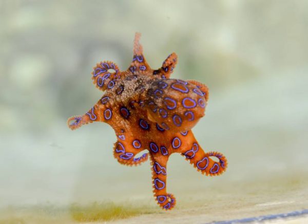 blue-ringed-octopus-spreading-out