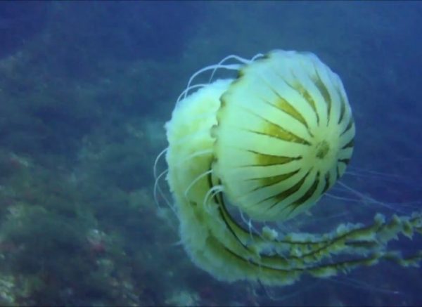 Kompas-meduza-1