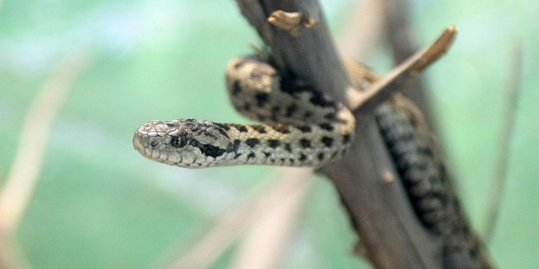 Zagreb: Zooloki vrt bogatiji za nekoliko novih mladih zmija Zagreb: Zooloki vrt bogatiji za nekoliko novih mladih zmija