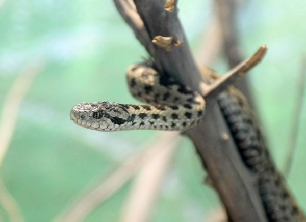 Zagreb: Zooloki vrt bogatiji za nekoliko novih mladih zmija