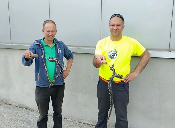 zmijolovi rtl