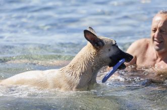 Rijeka: Psi beskrajno uživaju na psećoj plaži na Kantridi Rijeka: Psi beskrajno uživaju na psećoj plaži na Kantridi