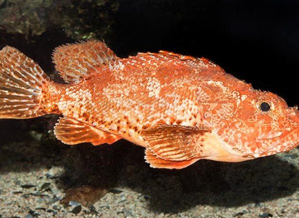 Scorpaena-elongata-724×444