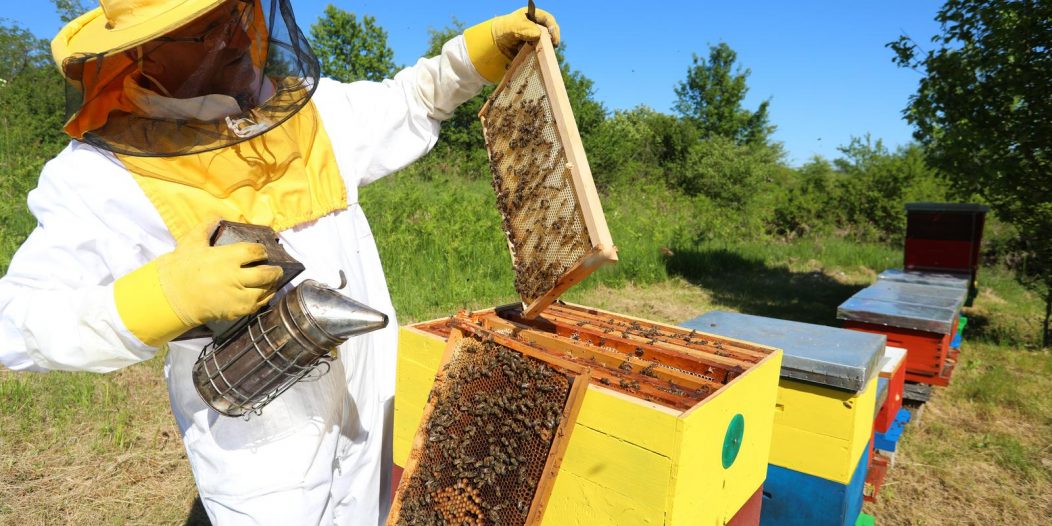 Međunarodni dan pčela obilježava se 20. svibnja Međunarodni dan pčela obilježava se 20. svibnja