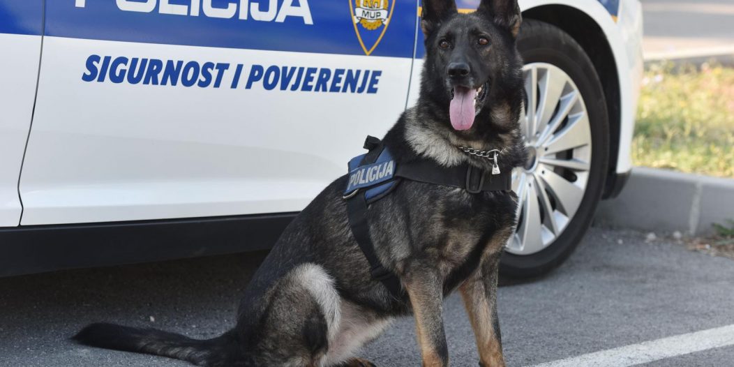 Šibenik: Policijski pas za detekciju droga, ovčarka Aria uspješna je u pronalasku narkotika Šibenik: Policijski pas za detekciju droga, ovčarka Aria uspješna je u pronalasku narkotika