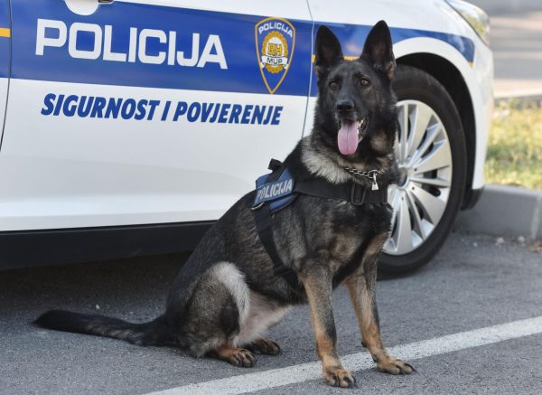 Šibenik: Policijski pas za detekciju droga, ovčarka Aria uspješna je u pronalasku narkotika
