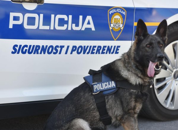 Šibenik: Policijski pas za detekciju droga, ovčarka Aria uspješna je u pronalasku narkotika