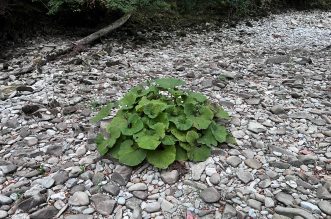 Rječina bez vode 060922 111 Rječina bez vode 060922 111