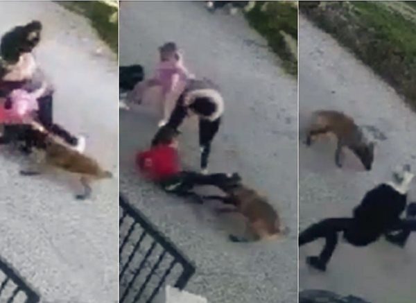 napad pas snimka