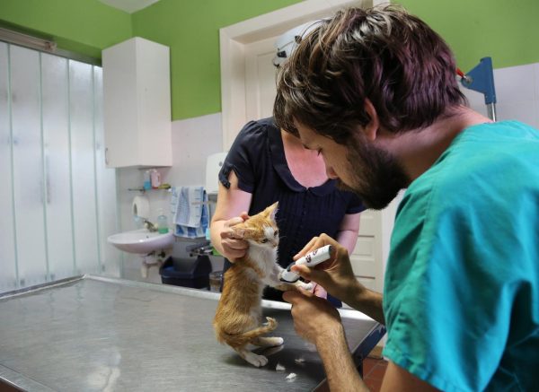 Osijek: Veterinar Tomislav Dee i u slobodno vrijeme nesebi?no pomae ivotinjama