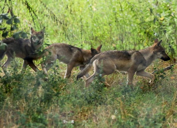Osijek: Zoološki vrt bogatiji za osam vučića, dvije antilope i malu devu