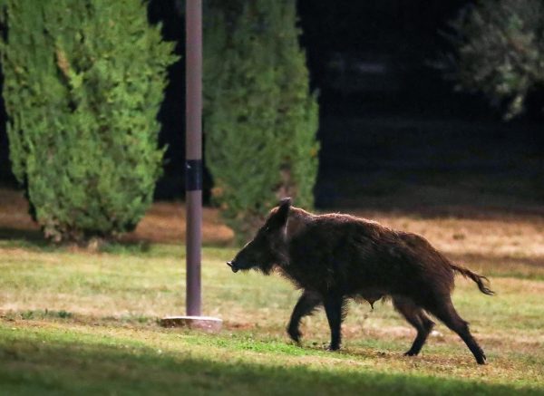 Divlje svinje s malim praščićima često navrate u park u Premanturi
