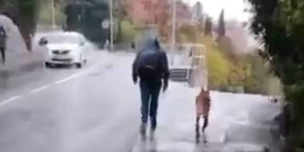 azil pas škurinje tučnjava azil pas škurinje tučnjava