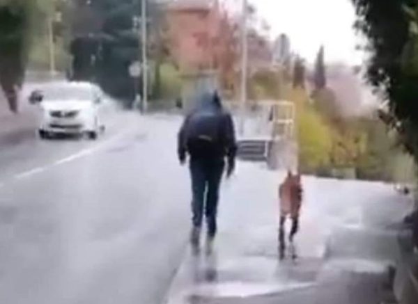 azil pas škurinje tučnjava