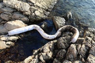 Uklanja se površinsko onečišćenje mora kod Urinja Uklanja se površinsko onečišćenje mora kod Urinja
