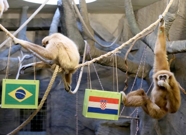 Zagreb: Gibon Kent odabrao Hrvatsku kao pobjednika u utakmici s Brazilom