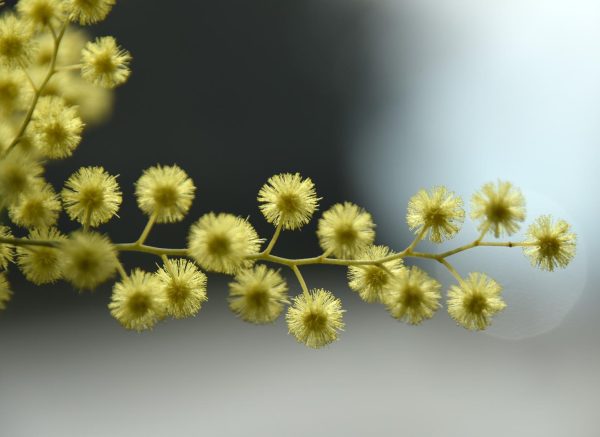 Rascvjetana stabla mimoze