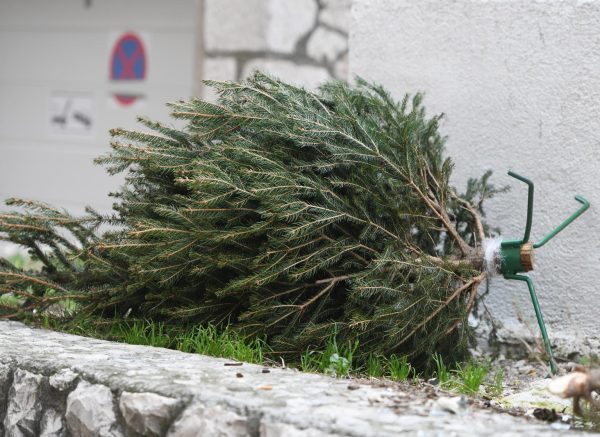 Šibenik: Božićna drvca pored smeća čekaju odvoz na kompostiranje