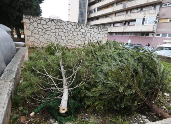 Šibenik: Božićna drvca pored smeća čekaju odvoz na kompostiranje