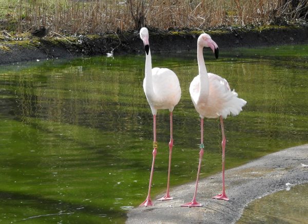Be?: Zooloki vrt Schönbrunn najstariji je na svijetu