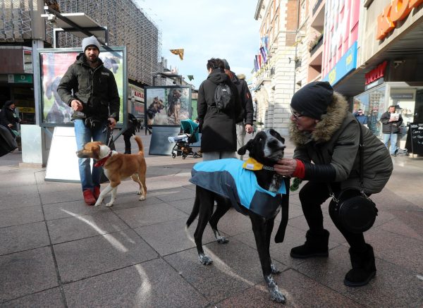Rijeka: Volonteri riječkog azila na Korzu predstavili pse spremne za udomljavanje