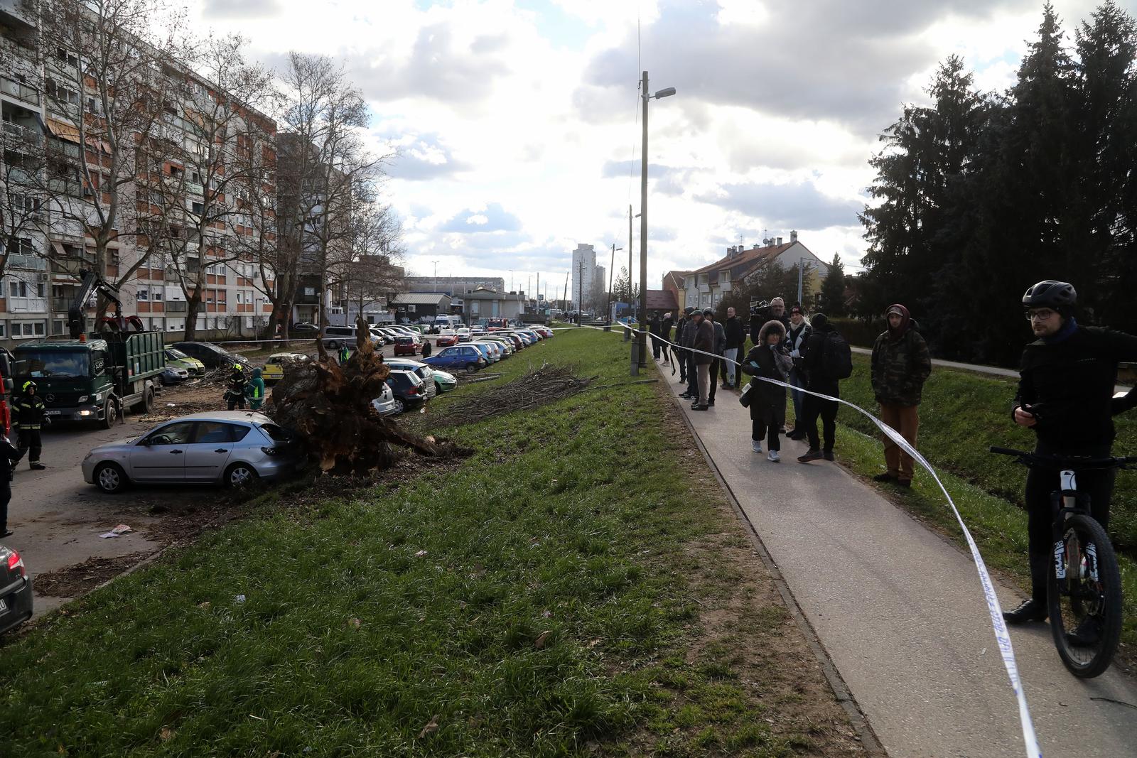 Zagreb: Vjetar srušio stablo jablana, oštećeno više automobila