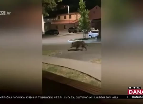 divlja svinja istra rtl