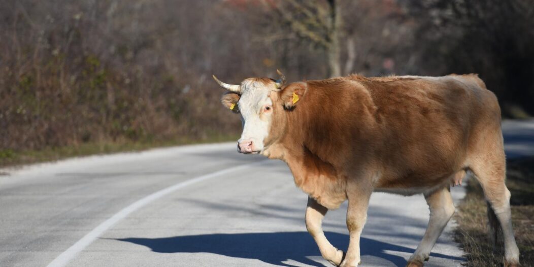 Krave na cesti u Erveniku Krave na cesti u Erveniku