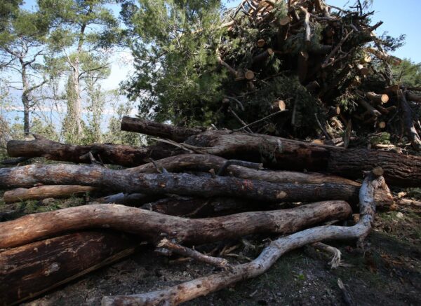 Split: Sječa stabala u Park šumi Marjan