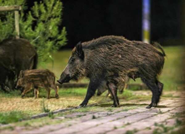 Divlje svinje s malim praščićima često navrate u park u Premanturi