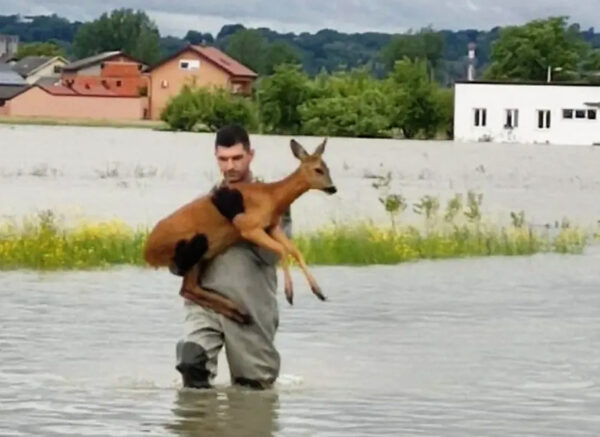 vatrogasac srna radio mrežnica